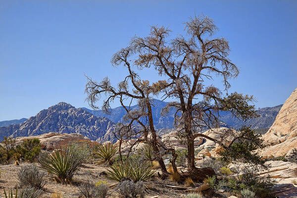 Desert Poster featuring the photograph Desert Contrast by Kelley King