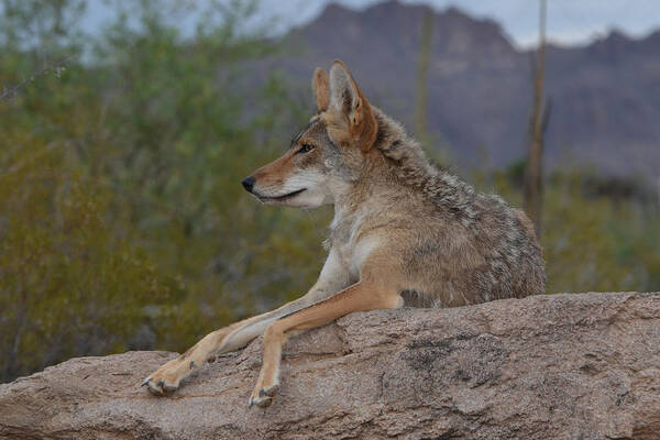 Coyote Poster featuring the photograph Desert Coyote by Evelyn Harrison