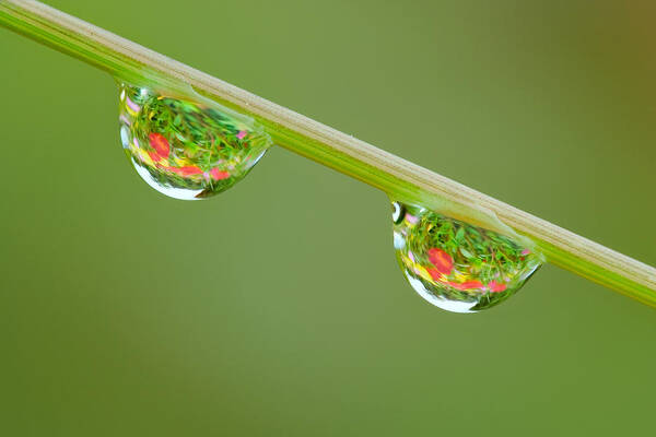 Drops Poster featuring the photograph Dew 2 by Yuri Peress