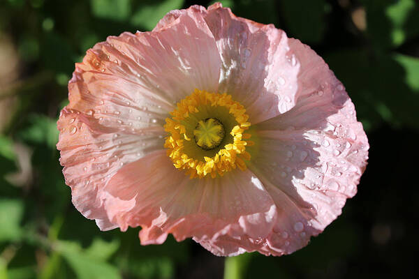 Poppy Poster featuring the photograph Dew Drop Poppy by Tammy Pool