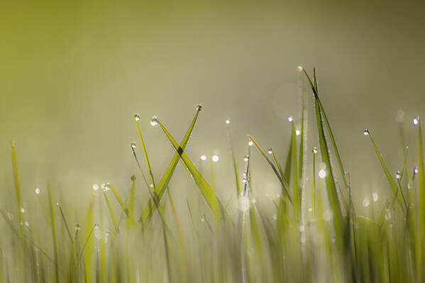 Grass Poster featuring the photograph Dew on Grass by Veli Bariskan