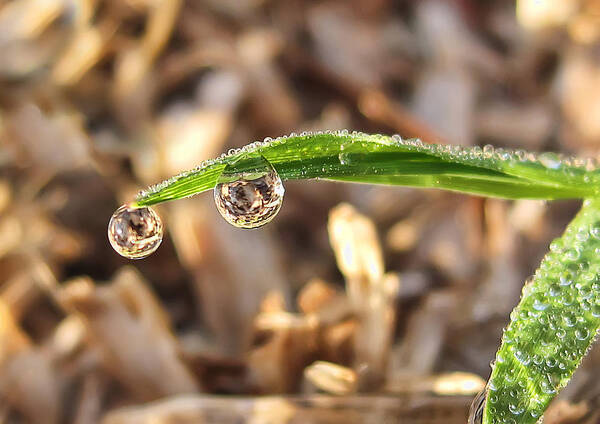 Nature Poster featuring the photograph Dewdrops by Gouzel -