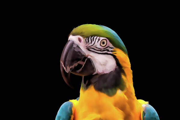 Animal Poster featuring the digital art Digital Painting of a Blue and Yellow Macaw Parrot by Tim Abeln