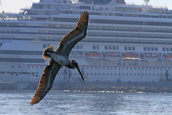 Pelican Poster featuring the photograph Diving for Breakfast by Shoal Hollingsworth