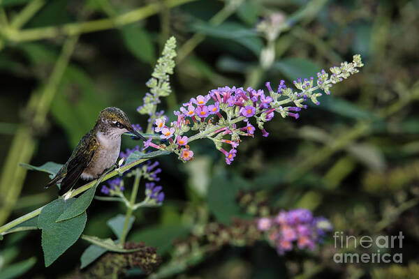 Hummingbird Poster featuring the photograph Do You Mind by Judy Wolinsky