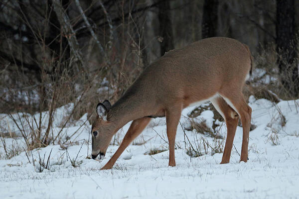 Whitetail Poster featuring the photograph Doe In Snow by Brook Burling
