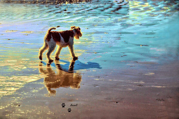  Maine Art Poster featuring the photograph Doggone Beachy Day by Dennis Baswell