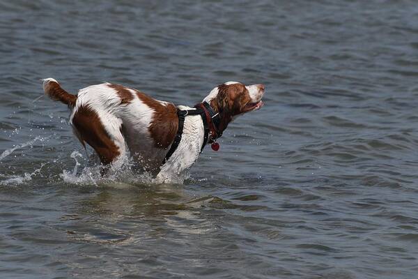 Pointer Pointer Canvas Prints Poster featuring the photograph Dogs 343 by Joyce StJames