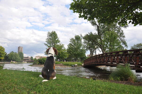 Dogs Poster featuring the photograph Dog's View by Daniel Ness