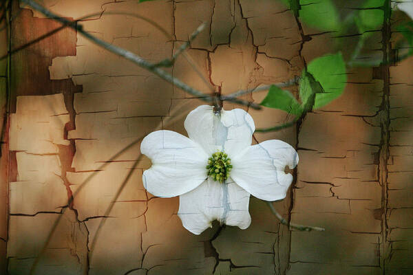 Dogwood Poster featuring the photograph Dogwood Bloom by Cathy Harper