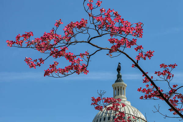 City Poster featuring the photograph Dogwood Over The Capitol by Jonathan Nguyen