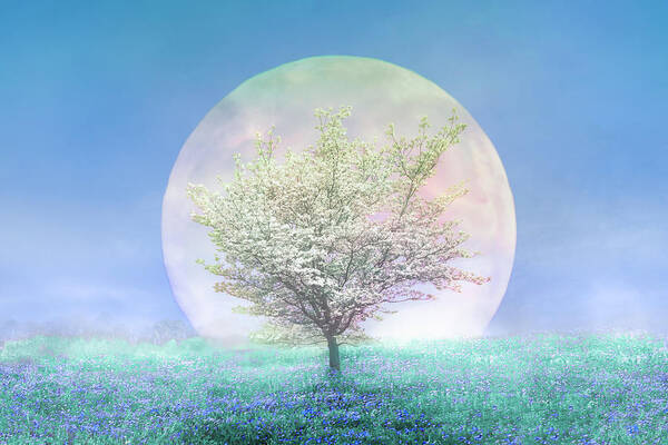 Appalachia Poster featuring the photograph Dogwoods on a Blue Moon by Debra and Dave Vanderlaan