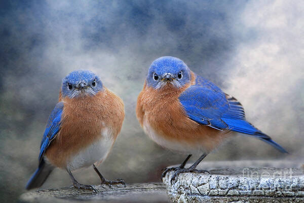 Bluebirds Poster featuring the photograph Don't Ruffle My Feathers by Bonnie Barry