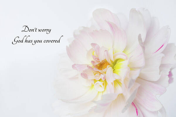 Dahlia Poster featuring the photograph Don't Worry by Mary Jo Allen