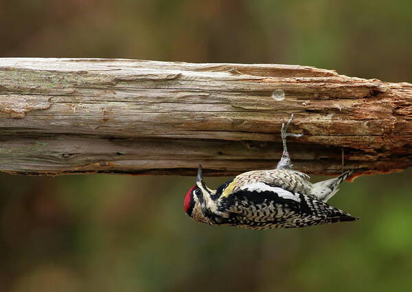 Bird Poster featuring the photograph Hairy Woodpecker by Daniel Reed