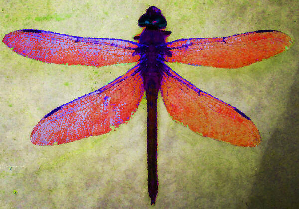 Dragonfly Poster featuring the photograph Dragonfly 7 by Timothy Bulone