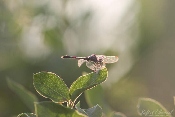Insect Poster featuring the photograph Dragonfly Basking in the Twilight by Robert Banach