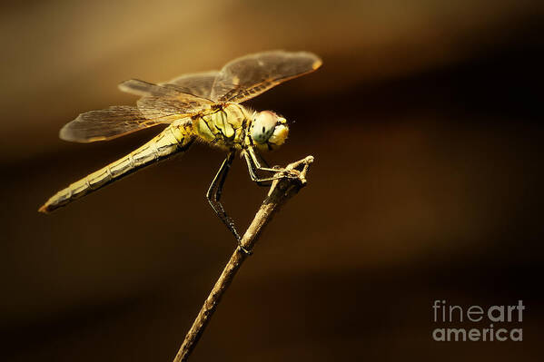 Dragonfly Poster featuring the photograph Dragonfly by Dimitar Hristov