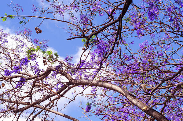 Jacaranda Poster featuring the photograph Dream of Spring by AM FineArtPrints
