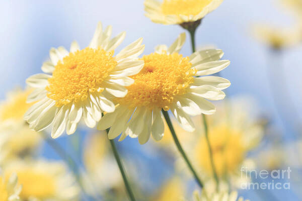 Flower Poster featuring the photograph Dreamy Sunlit Marguerite Flowers Against Blue Sky by Natalie Kinnear