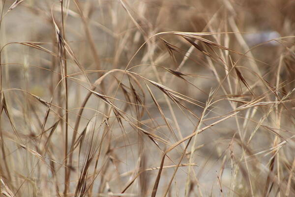 Honey Brown Grass Poster featuring the photograph Dried Wheat Grass in SoCal Sun by Colleen Cornelius
