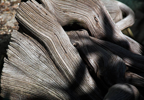 Nature Poster featuring the photograph Driftwood Abstract by Kenneth Albin