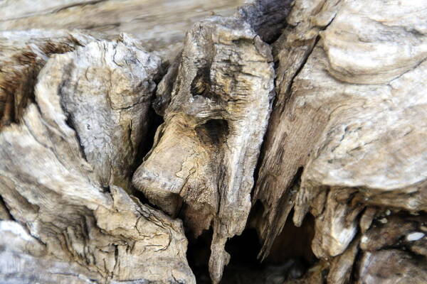 Horizontal Poster featuring the photograph Driftwood Nature's Art by Valerie Collins
