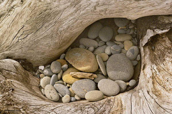 Stones Poster featuring the photograph Driftwood Pebble Pocket by Peter J Sucy
