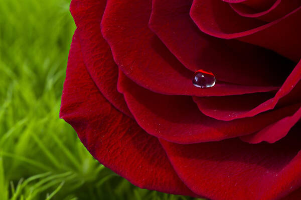 Wall Art Poster featuring the photograph Drop on a Rose by Marlo Horne