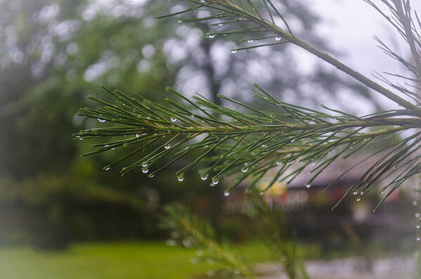 Rain Poster featuring the photograph Droplets on Pine Branch by Deborah Smolinske