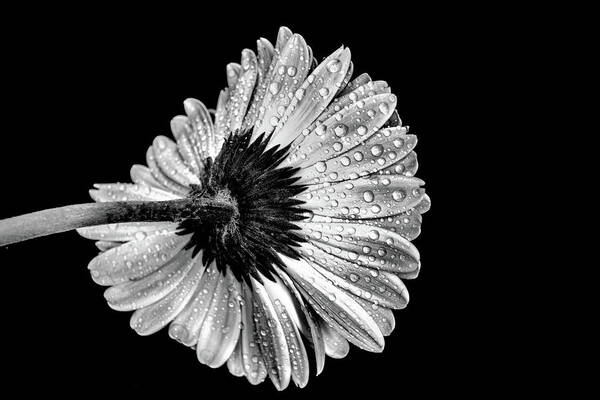 Black And White Poster featuring the photograph Drops on the flower 2 by Lilia S