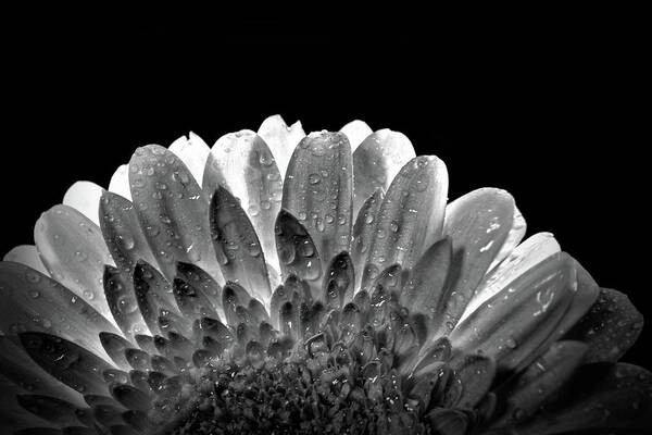 Black And White Poster featuring the photograph Drops on the flower by Lilia S