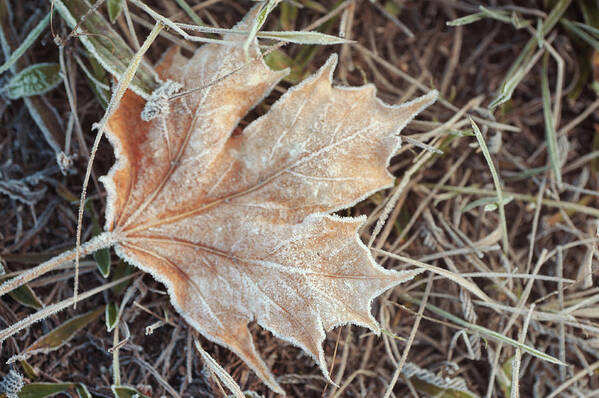 Jenny Rainbow Fine Art Photography Poster featuring the photograph Dry Frosted Maple Leaf by Jenny Rainbow