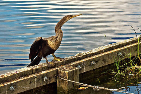 Anhinga Poster featuring the photograph Drying Out by Christopher Holmes