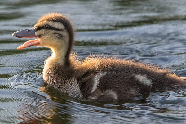 California Poster featuring the photograph Duck Cry by Marc Crumpler