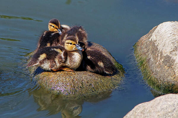 Ducklings Poster featuring the photograph Ducklings on a Rock by Sharon Talson