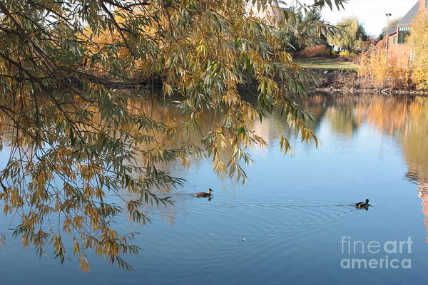 Autumn Ducks Poster featuring the photograph Ducks on Peaceful Autumn Pond by Carol Groenen