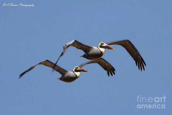 Brown Pelican Poster featuring the photograph Duel Pelicans in flight by Barbara Bowen