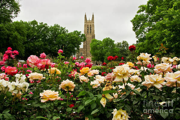 Duke Chapel Poster featuring the photograph Duke Chapel and Roses by Jill Lang