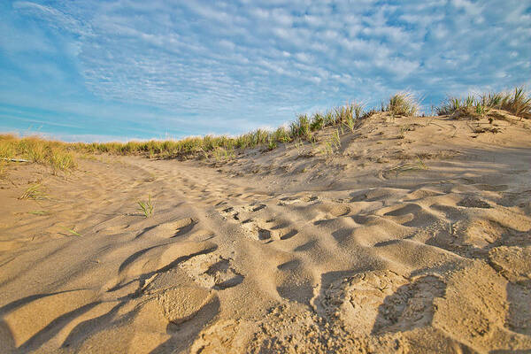 Cape Cod Poster featuring the photograph Dune Top Trail by Marisa Geraghty Photography