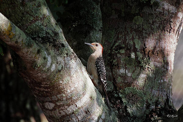  Poster featuring the photograph Eagle Lakes Park - Red-Bellied Woodpecker in the Shadows by Ronald Reid