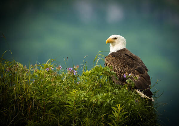 Birds Poster featuring the photograph Eagle on the lookout by Steven Upton