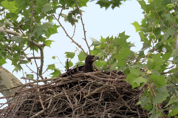 Bald Eagle Poster featuring the photograph Eaglet Pin Down 3 by Susan Rissi Tregoning