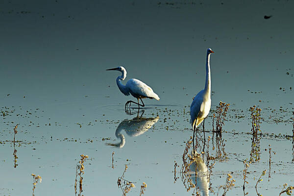 Photo Poster featuring the photograph Early Morning Egrets 2 by Alan Hausenflock