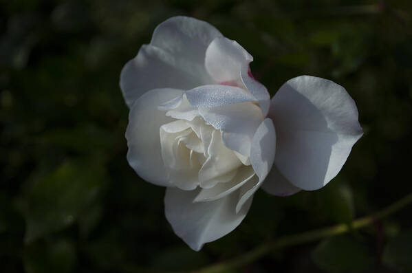  Poster featuring the photograph Early morning rose by Dan Hefle