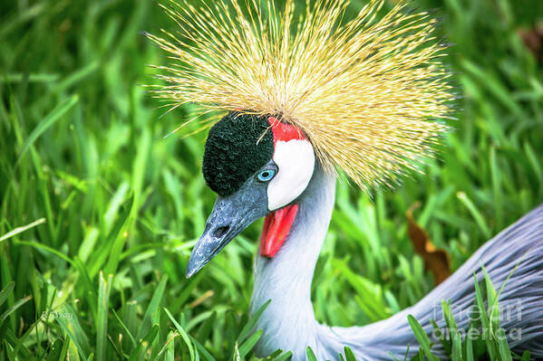 East African Crowned Crane Poster featuring the photograph East African Crowned Crane by Rene Triay FineArt Photos