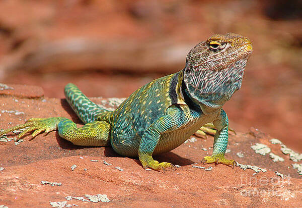 Eastern Collared Lizard Poster featuring the photograph Eastern Collared Lizard by Laura Brightwood