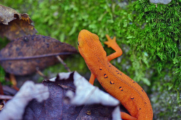 Eastern Newt Poster featuring the photograph Eastern Newt by David Rucker