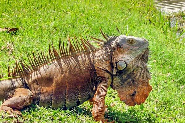  Costa Rica Poster featuring the photograph Easy Going Iguana by Lisa Lemmons-Powers
