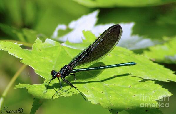 Dragonfly Poster featuring the photograph Ebony Jewelwing Damselfly by September Stone